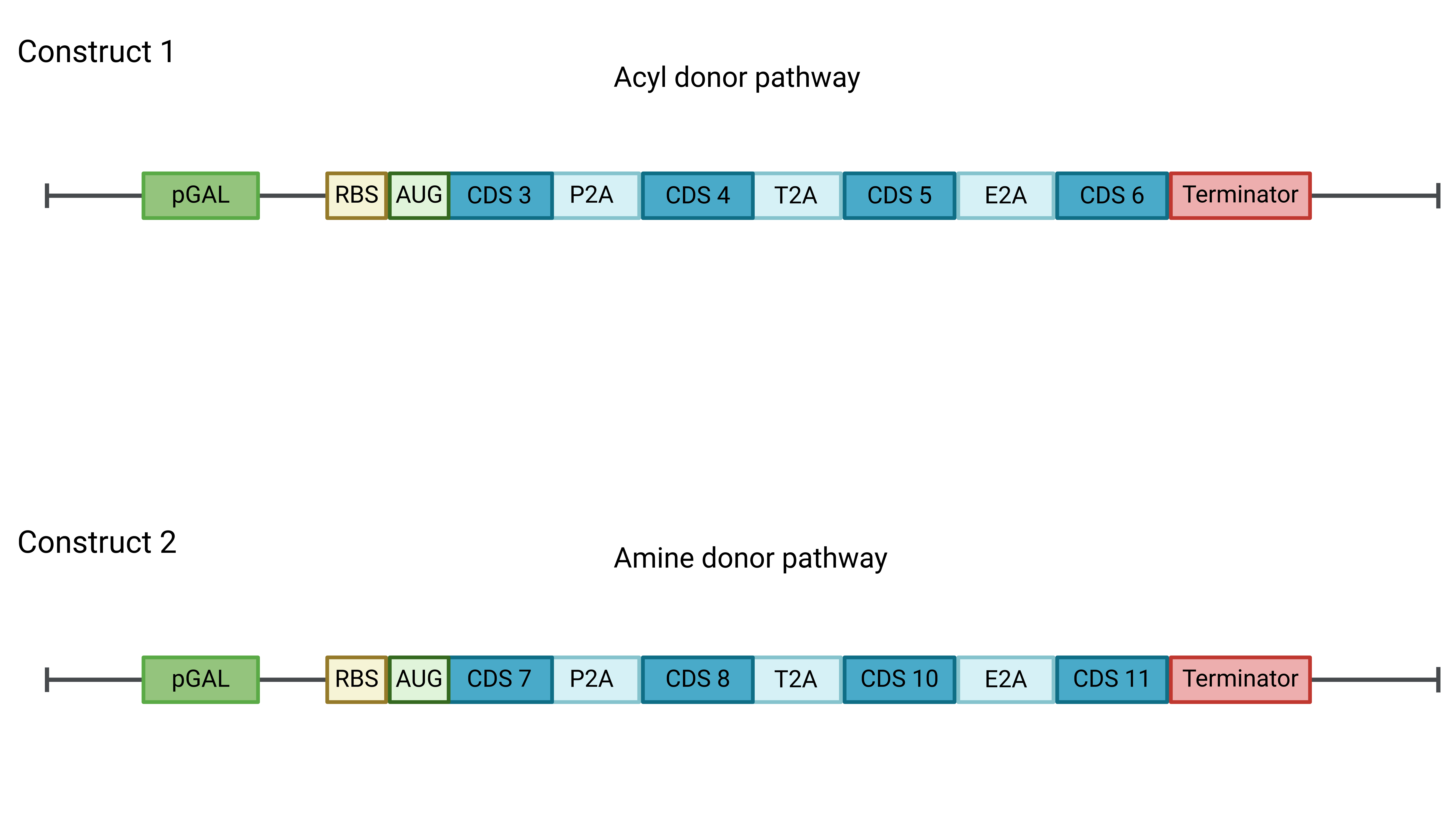 Genetic constructs diagram